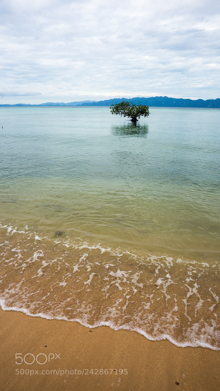 Sony Alpha a99 sample photo. The tree photography
