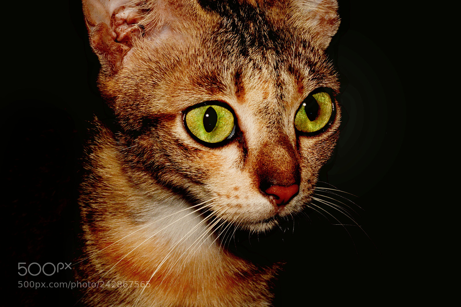 Nikon D7100 sample photo. Dark warrior photography