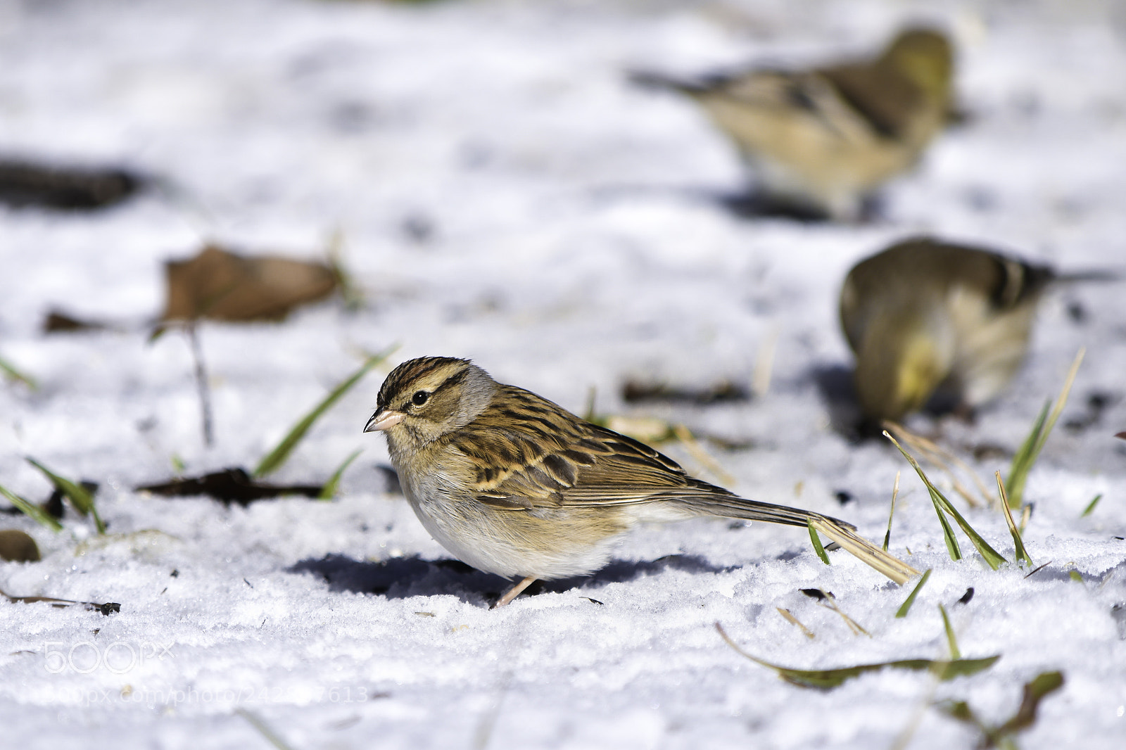Nikon D5500 sample photo. Sparrow photography