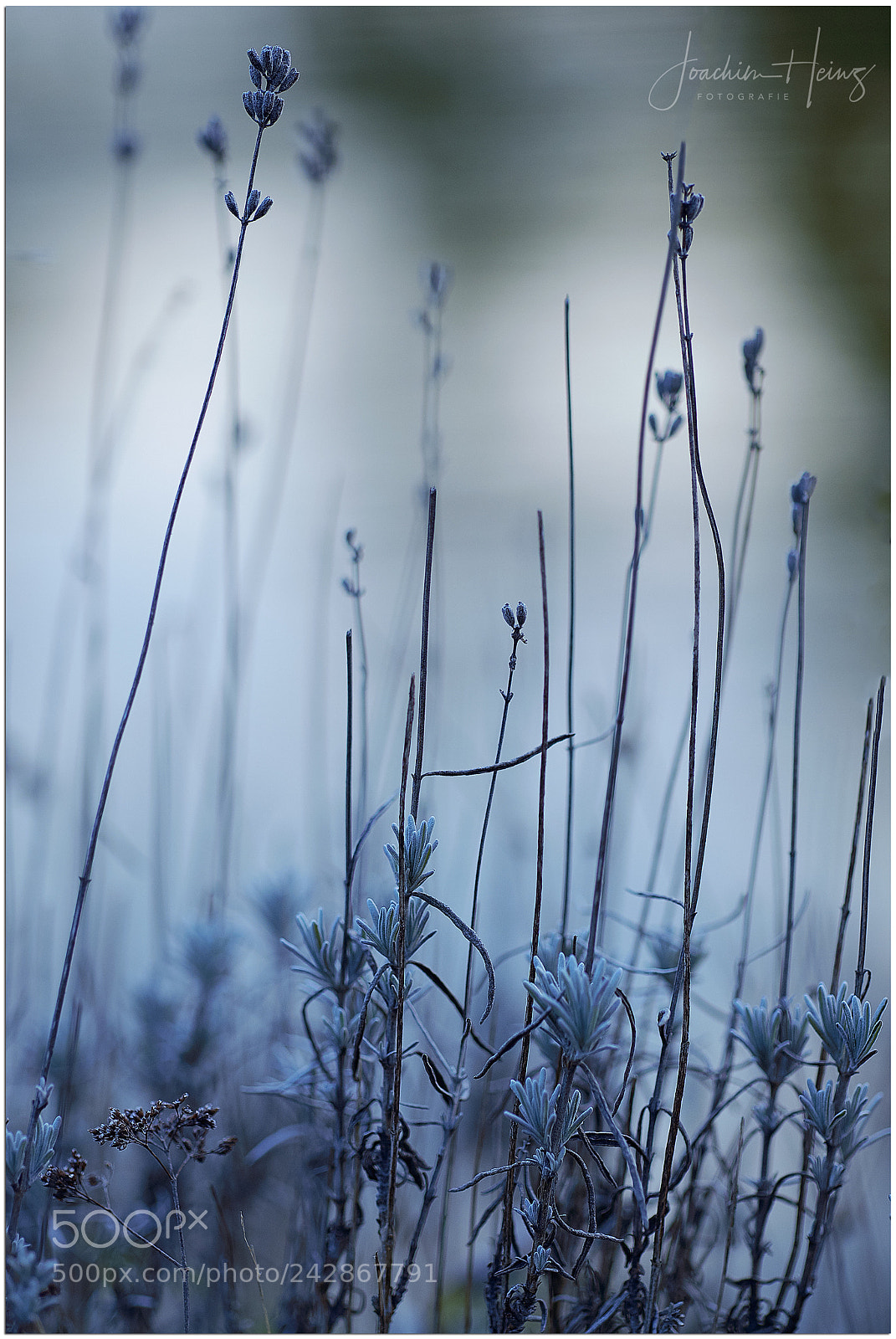 Fujifilm X-T2 sample photo. Winter blues photography
