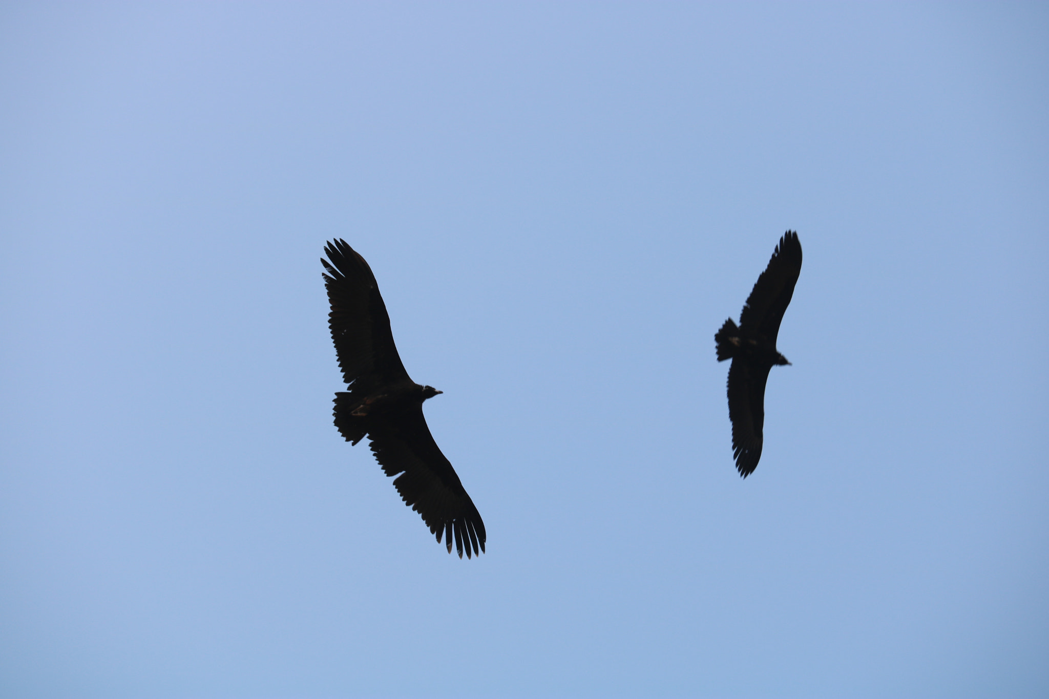 Canon EF-S 55-250mm F4-5.6 IS STM sample photo