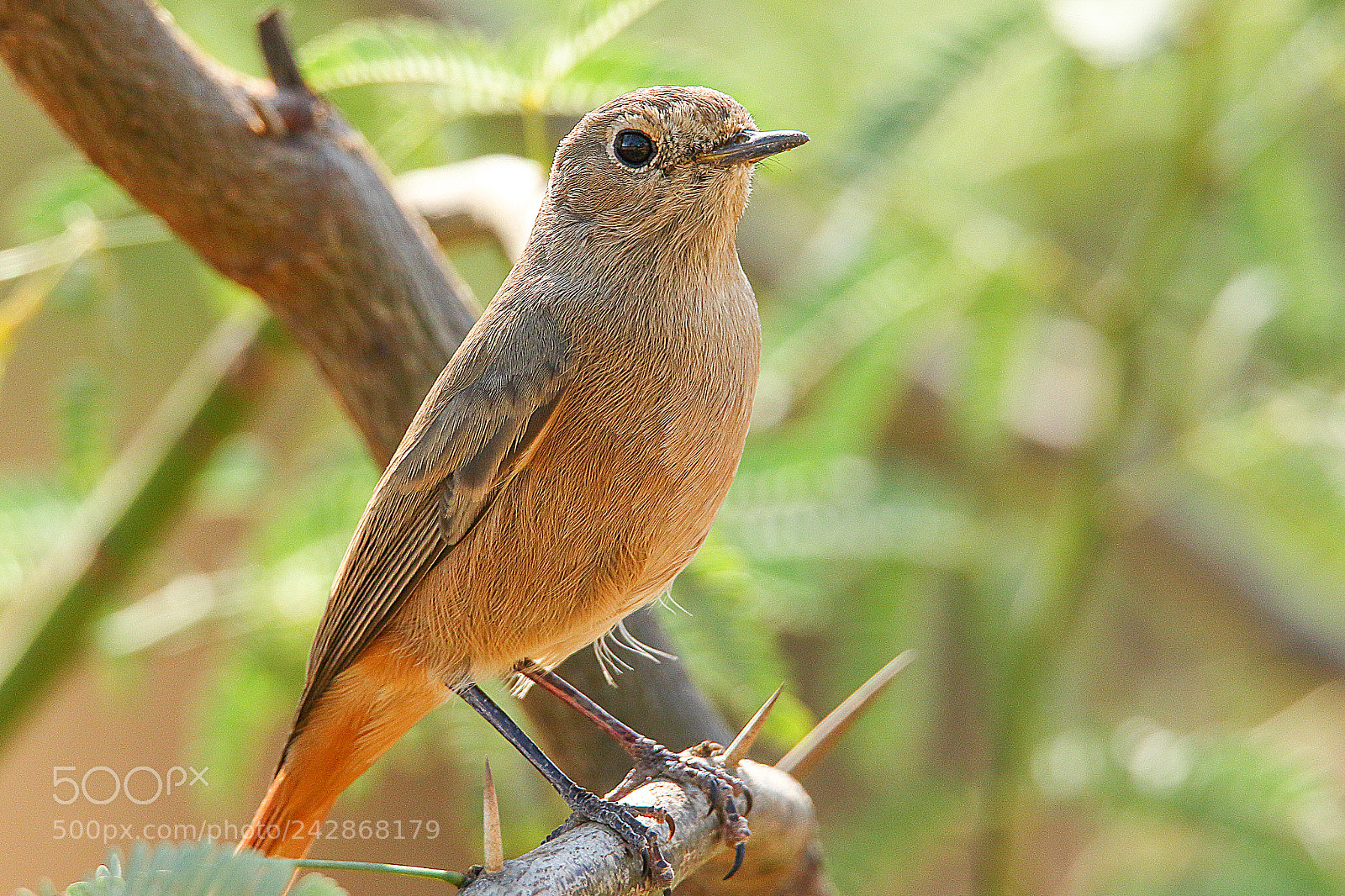 Canon EOS 7D Mark II sample photo. Black redstart (f) photography