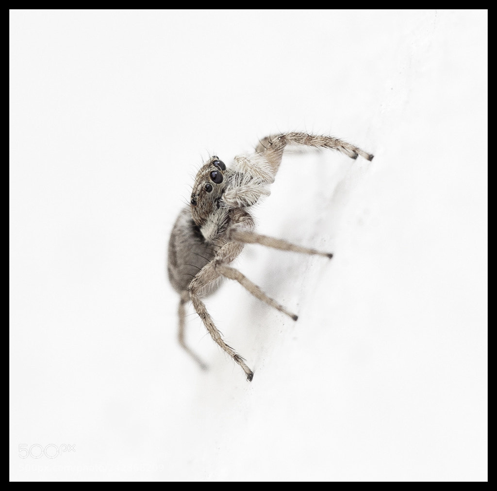 Canon EOS 7D sample photo. Spider in white photography