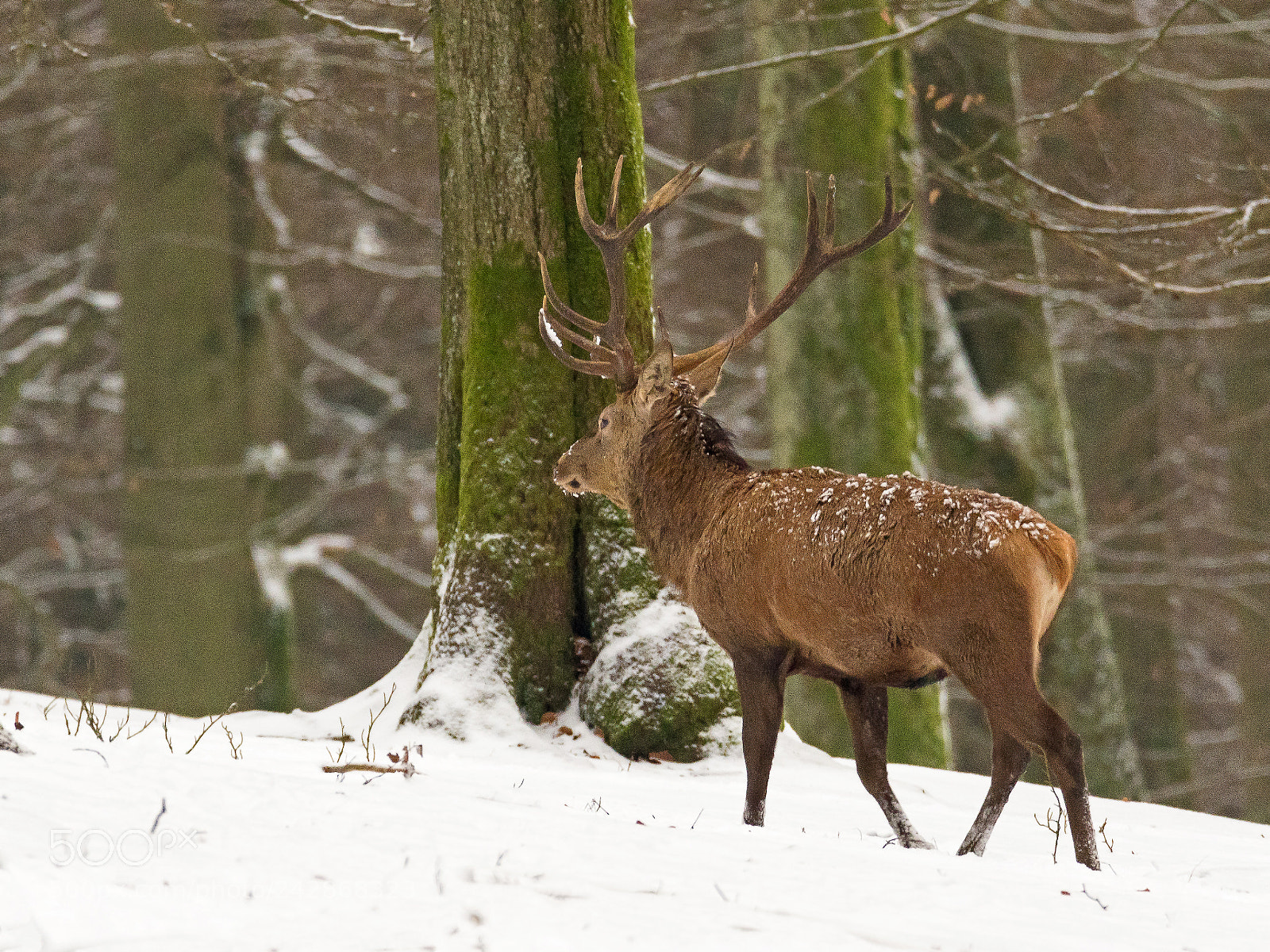 Canon EOS 7D Mark II sample photo. Endlich schnee photography