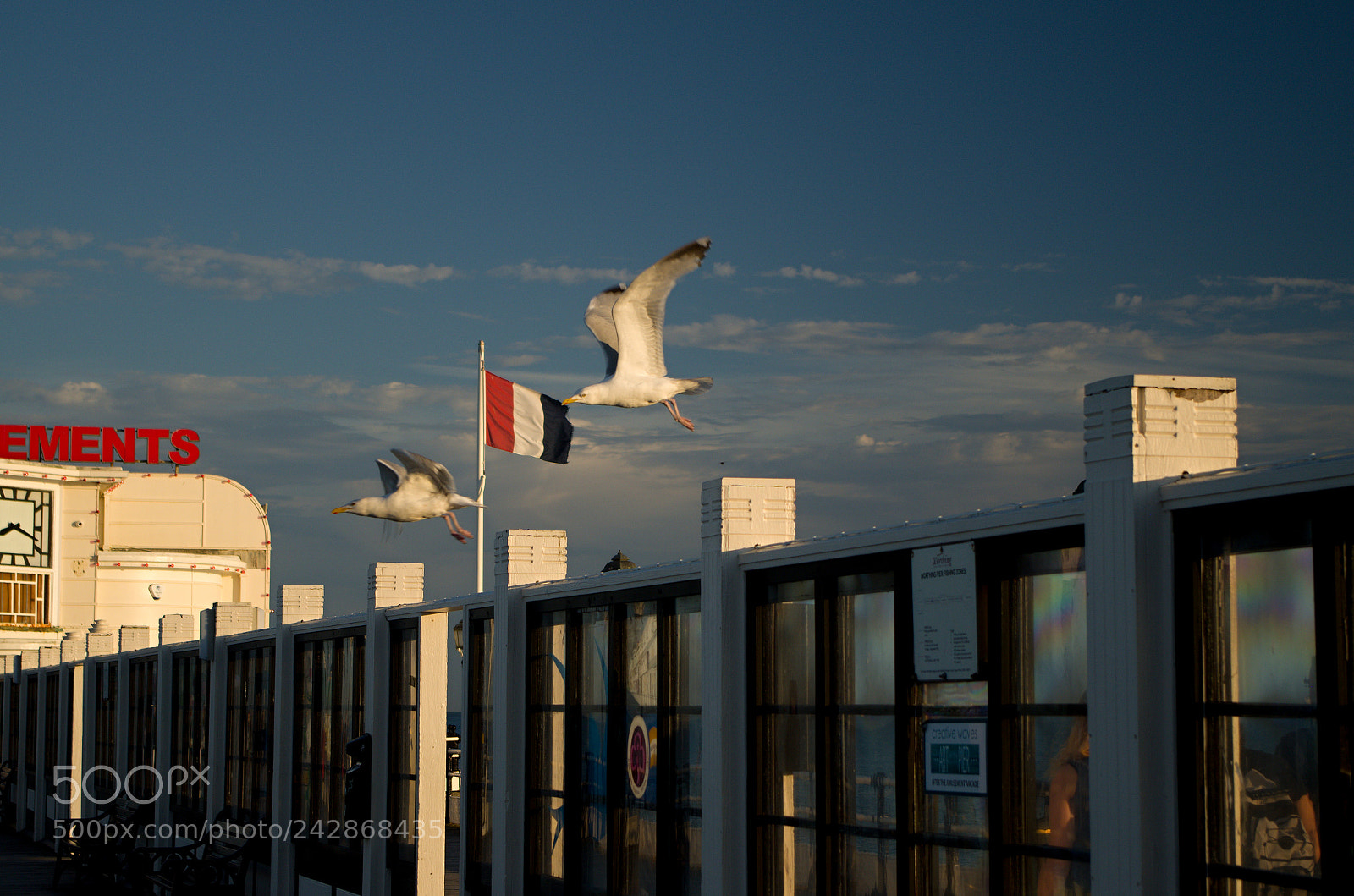 Pentax K-50 sample photo. Seagulls photography