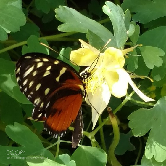 Motorola DROID Turbo 2 sample photo. Butterfly photography