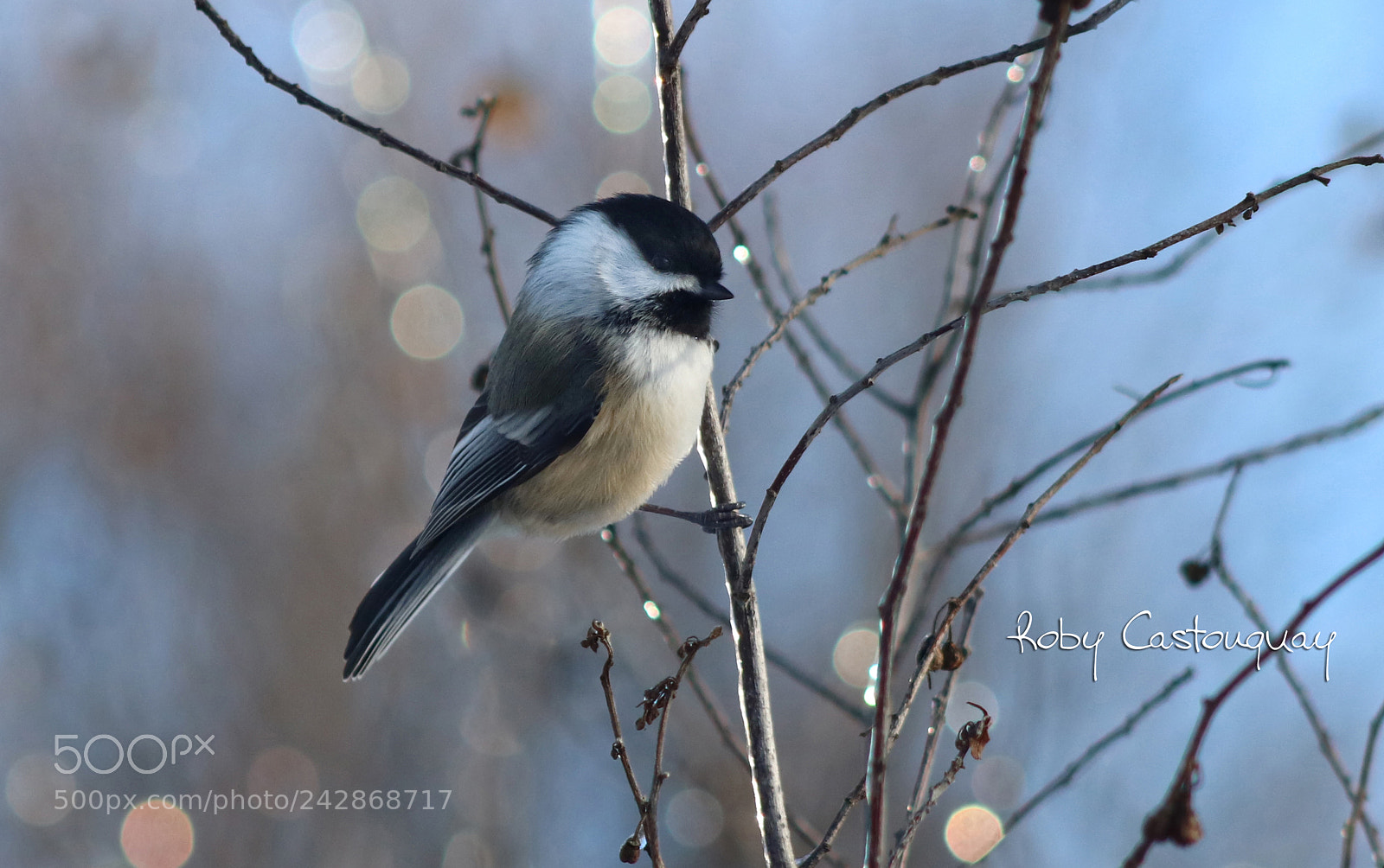 Canon EOS 760D (EOS Rebel T6s / EOS 8000D) sample photo. Black-capped chickadee photography