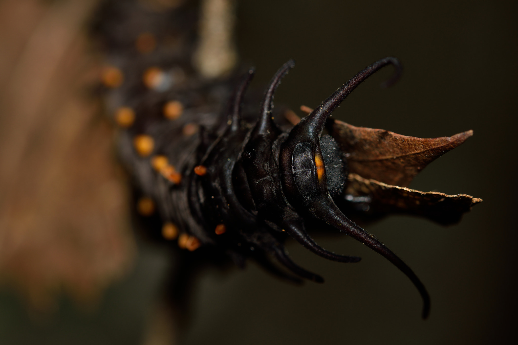 Nikon D3300 sample photo. Pipevine swallowtail caterpiller photography
