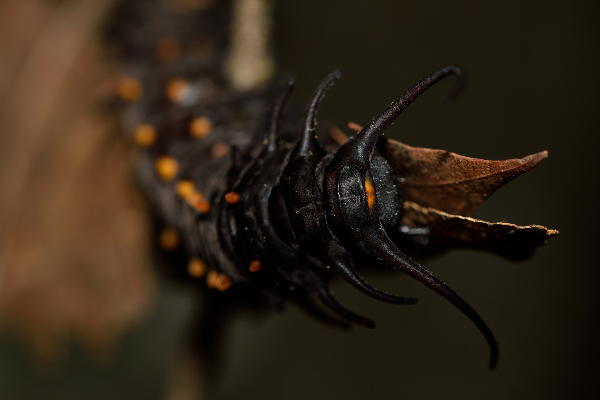 Nikon D3300 + Nikon AF-S Micro-Nikkor 60mm F2.8G ED sample photo. Pipevine swallowtail caterpiller photography