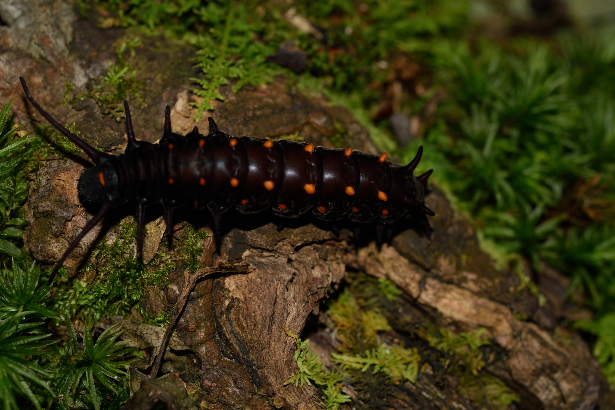 Nikon D3300 + Nikon AF-S Micro-Nikkor 60mm F2.8G ED sample photo. Pipevine swallowtail caterpiller photography