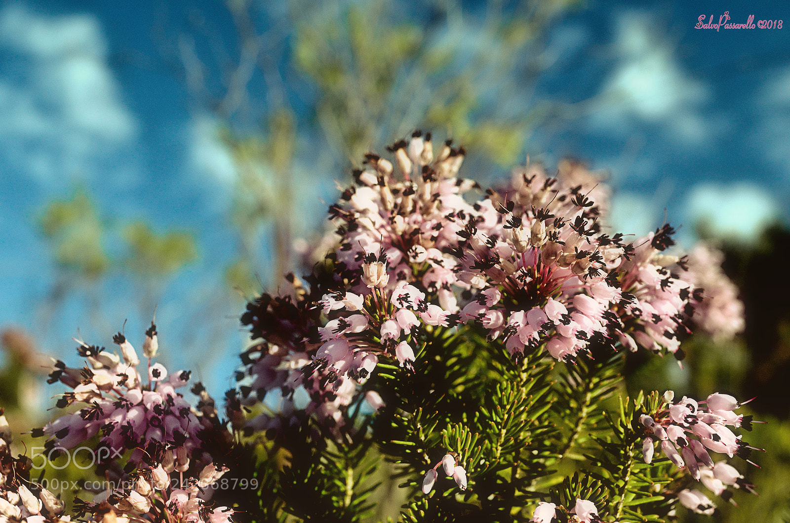 Nikon D5100 sample photo. Winter bells photography