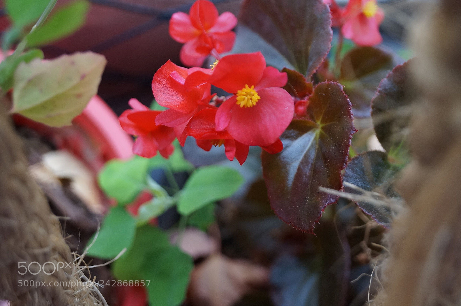 Sony SLT-A37 sample photo. Delicate flower photography