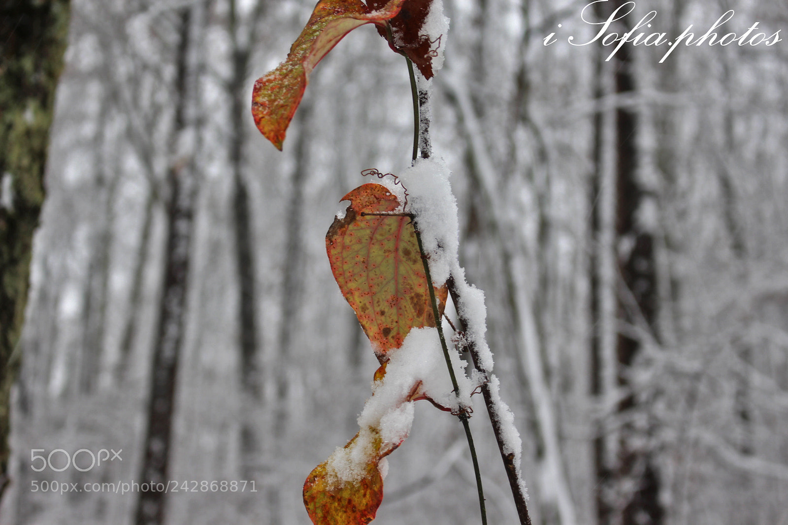 Canon EOS 700D (EOS Rebel T5i / EOS Kiss X7i) sample photo. Snow cover photography
