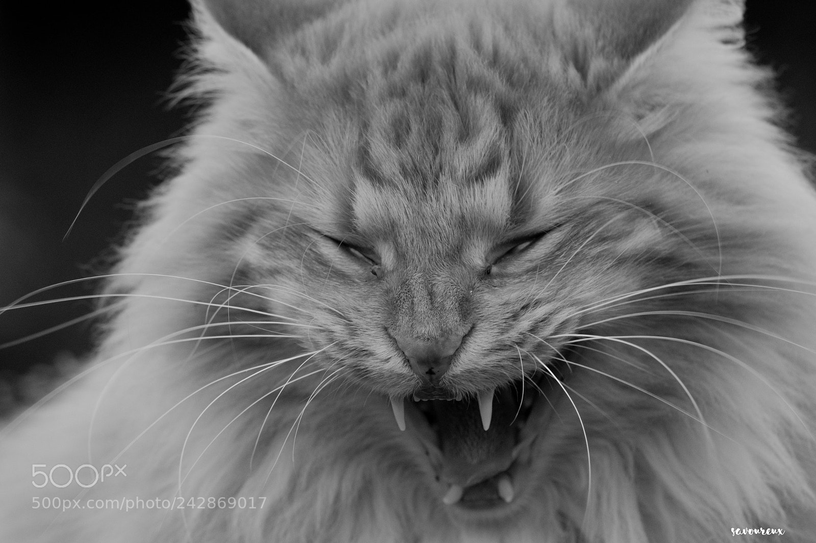 Nikon D5500 sample photo. Grrrrr photography
