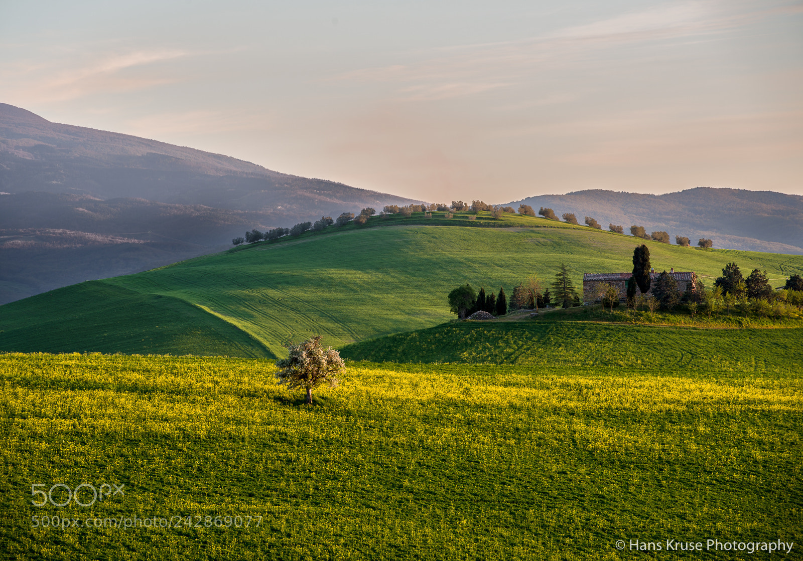 Nikon D800E sample photo. Lonely tree photography