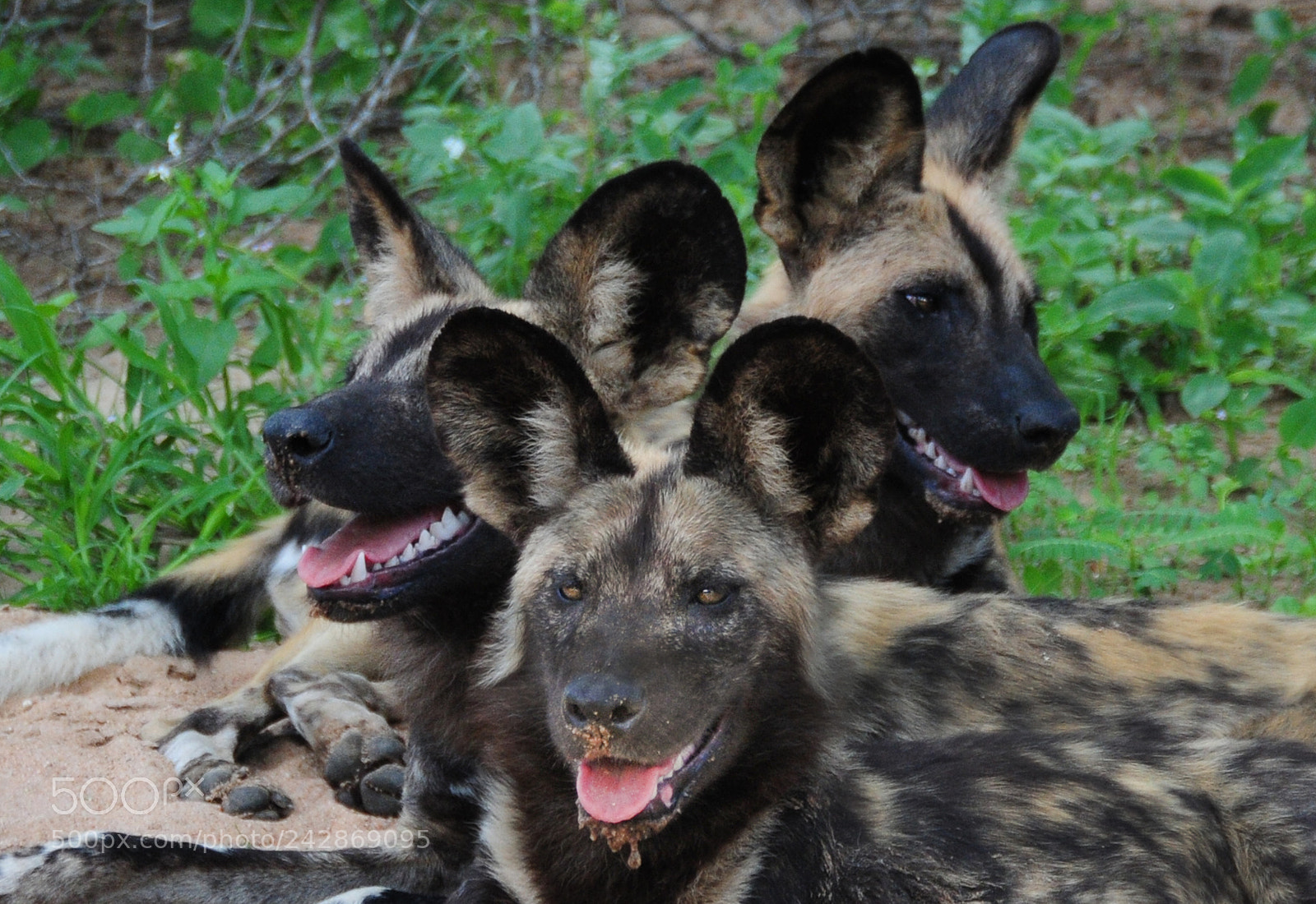 Nikon D300S sample photo. Pack photography