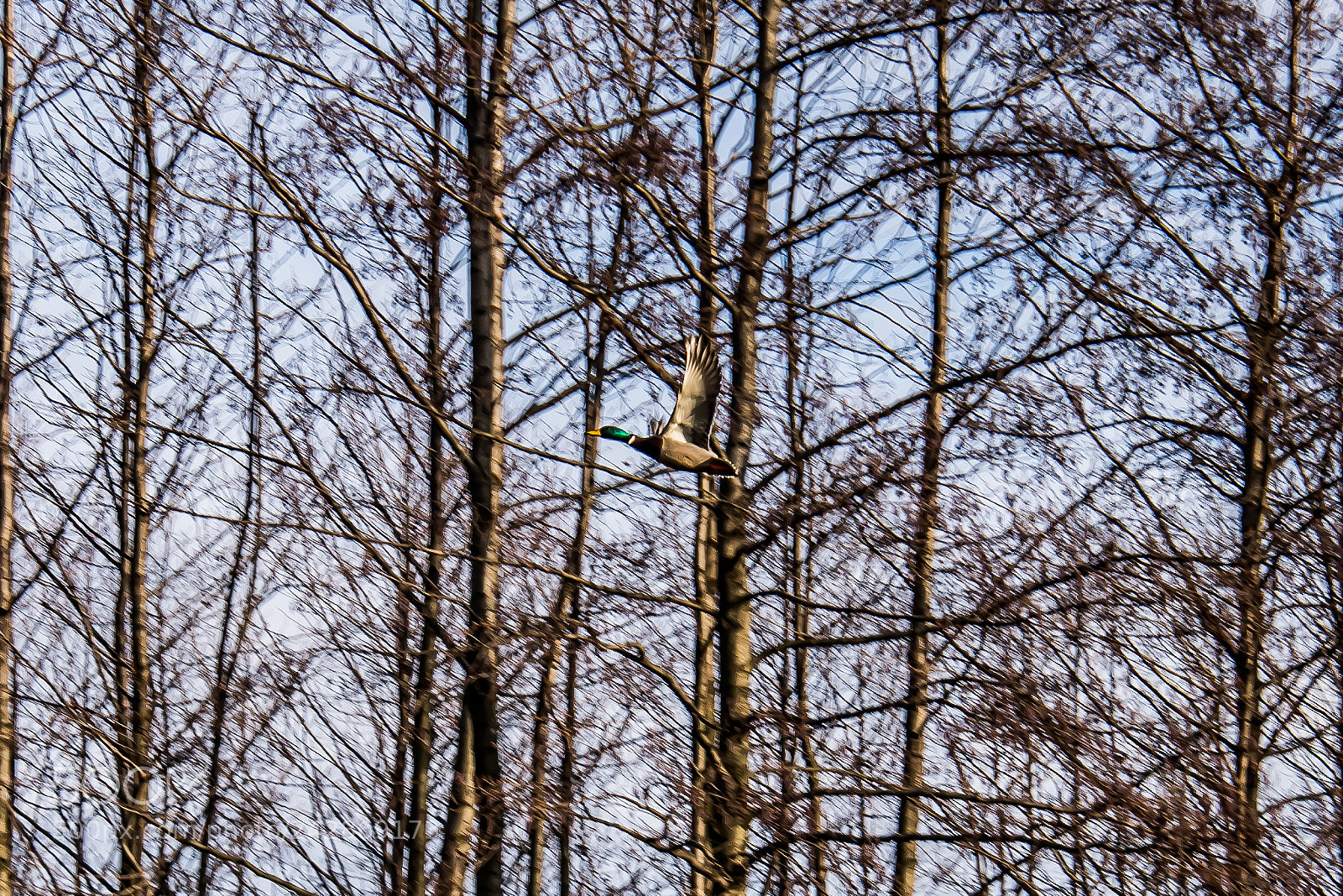 Nikon D810 sample photo. Find the duck photography