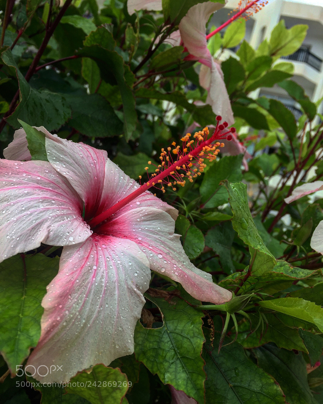 Apple iPhone 6 sample photo. Untitled photography
