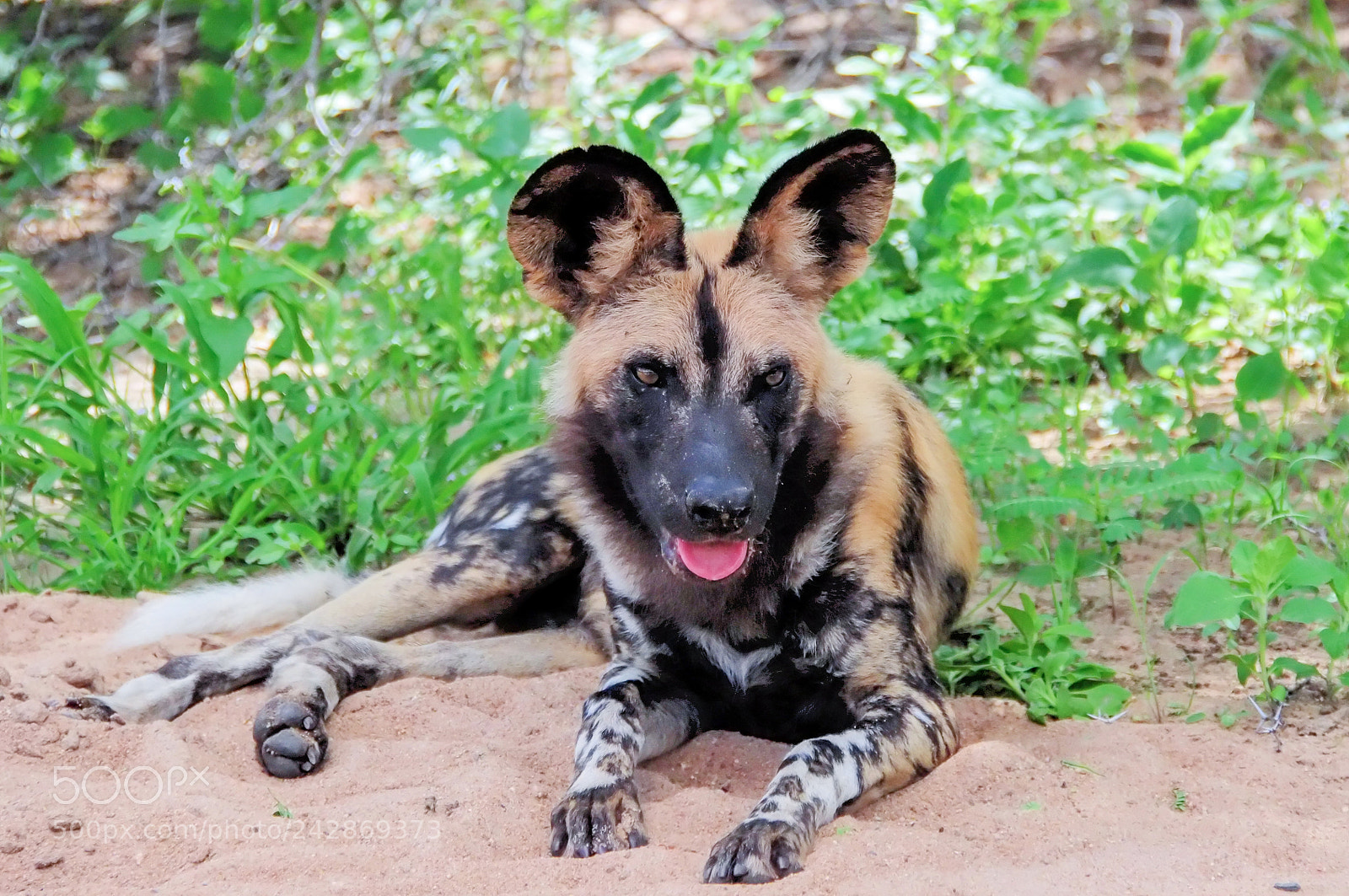 Nikon D300S sample photo. Leader of the pack photography