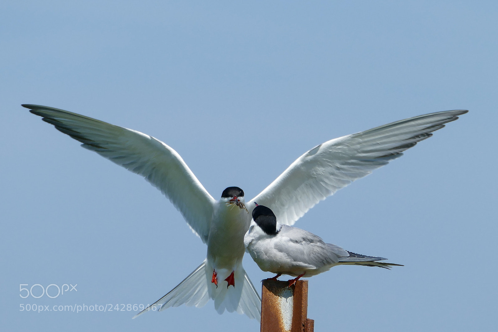 Panasonic Lumix DMC-FZ1000 sample photo. Love birds photography
