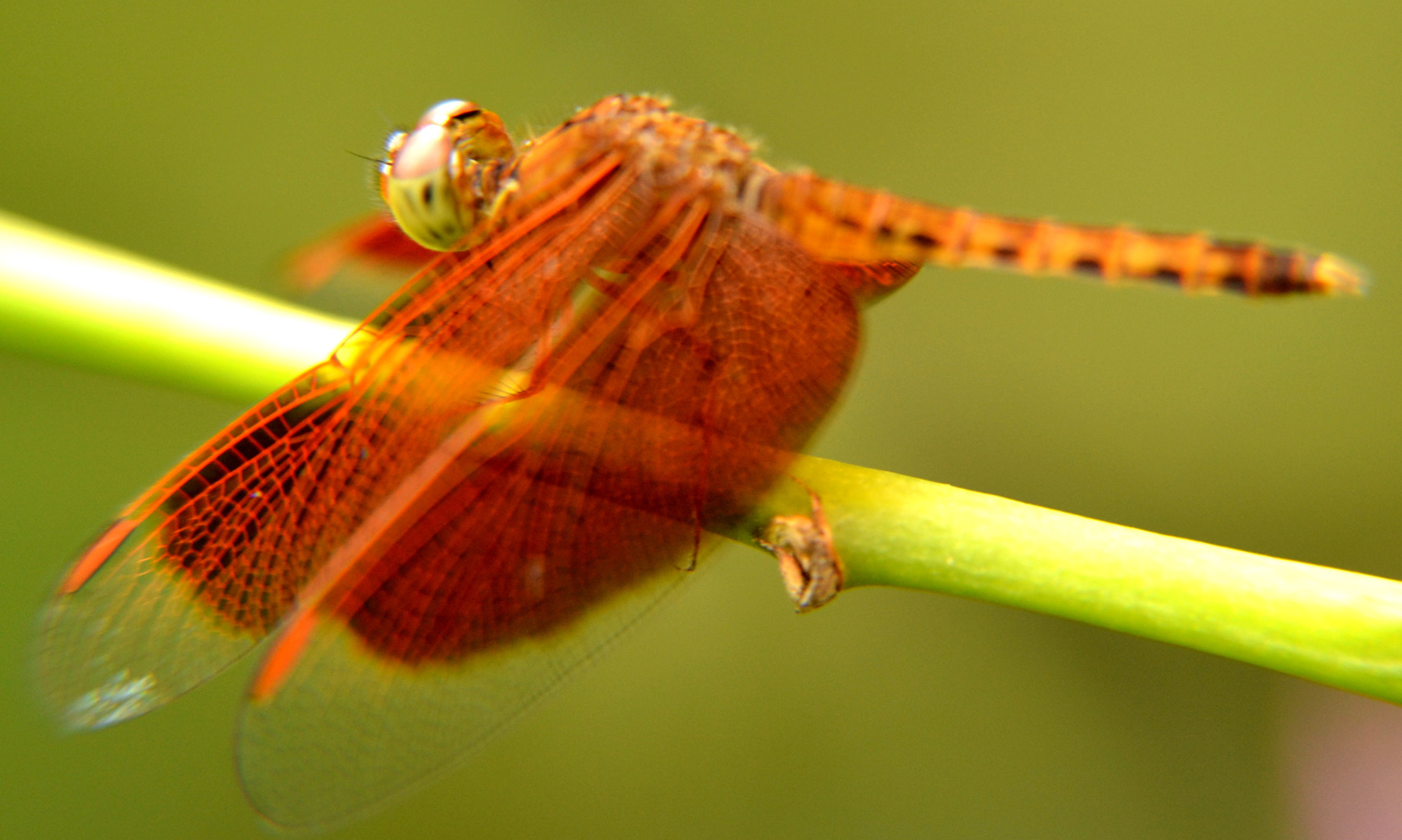 Nikon D3100 sample photo