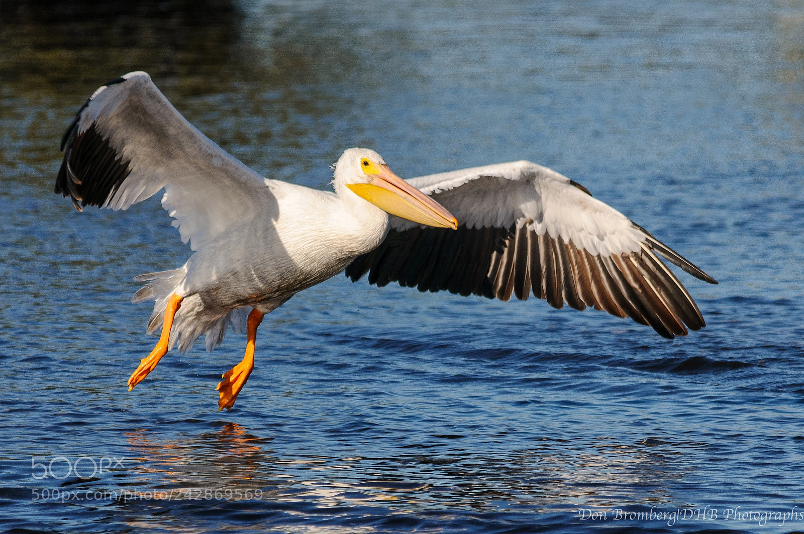 Nikon D300S sample photo. American white pelican landing 1 photography