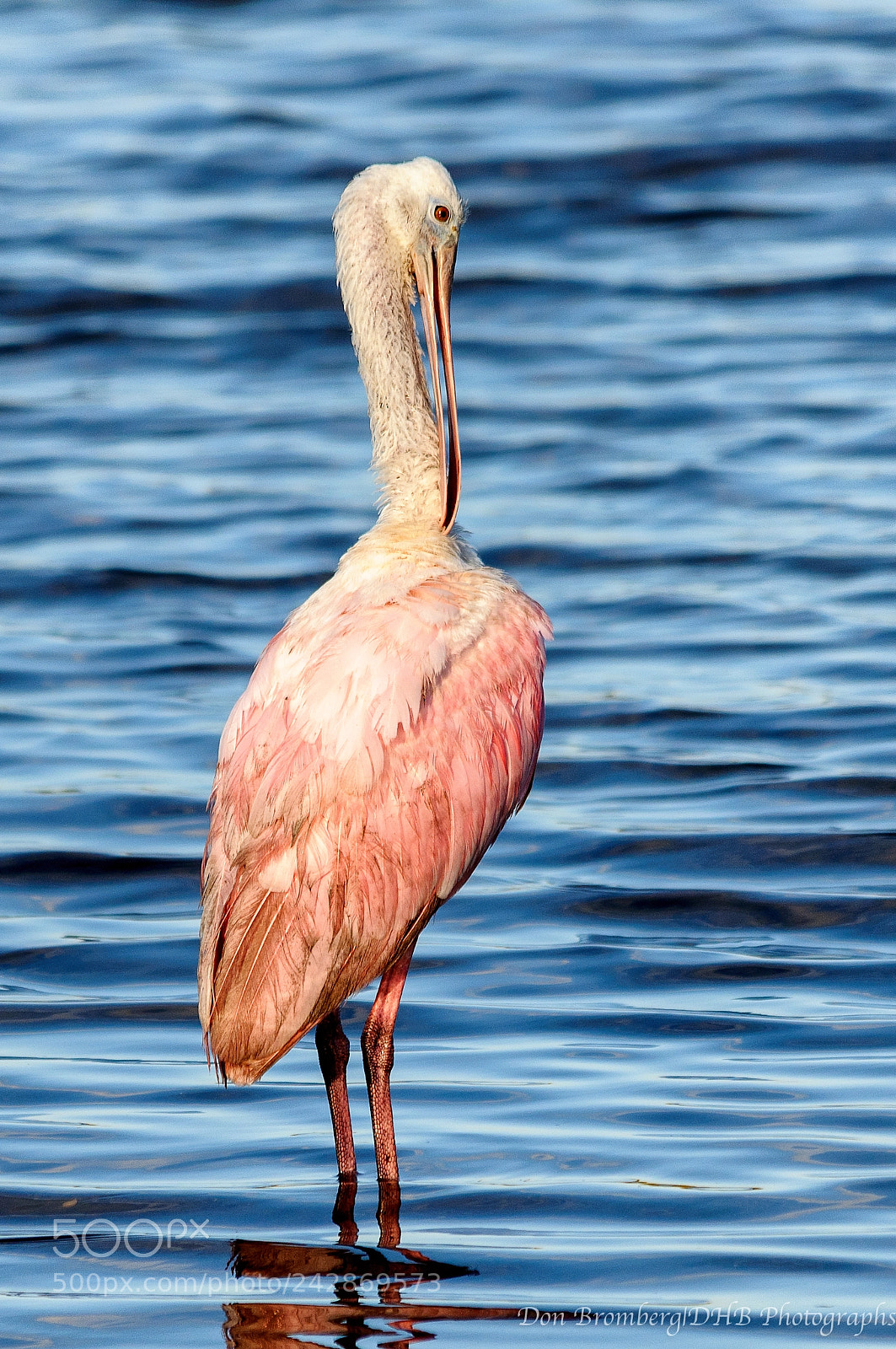 Nikon D300S sample photo. Roseate spoonbill posing 1 photography