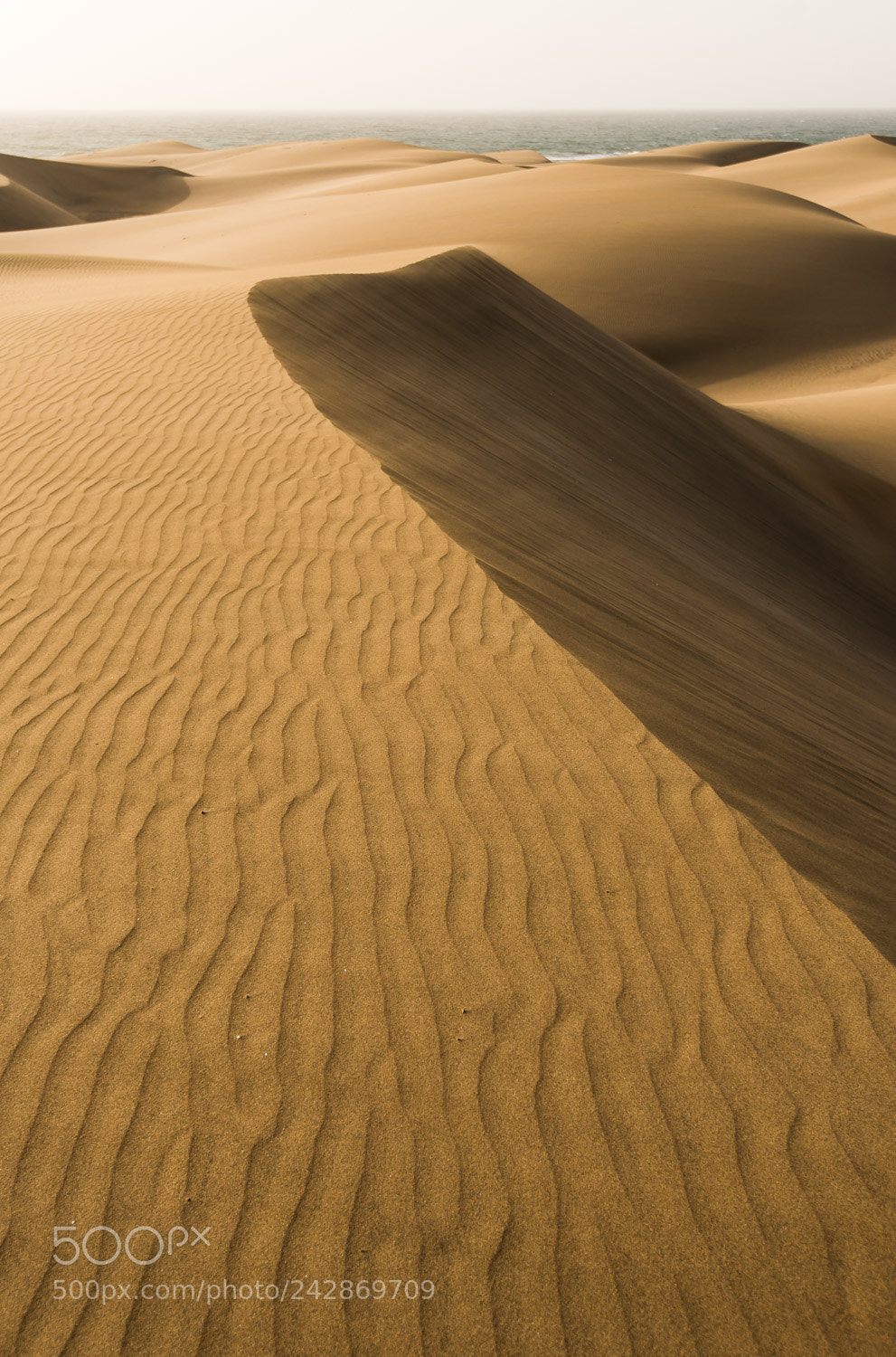 Nikon D800 sample photo. Shaped by the wind photography
