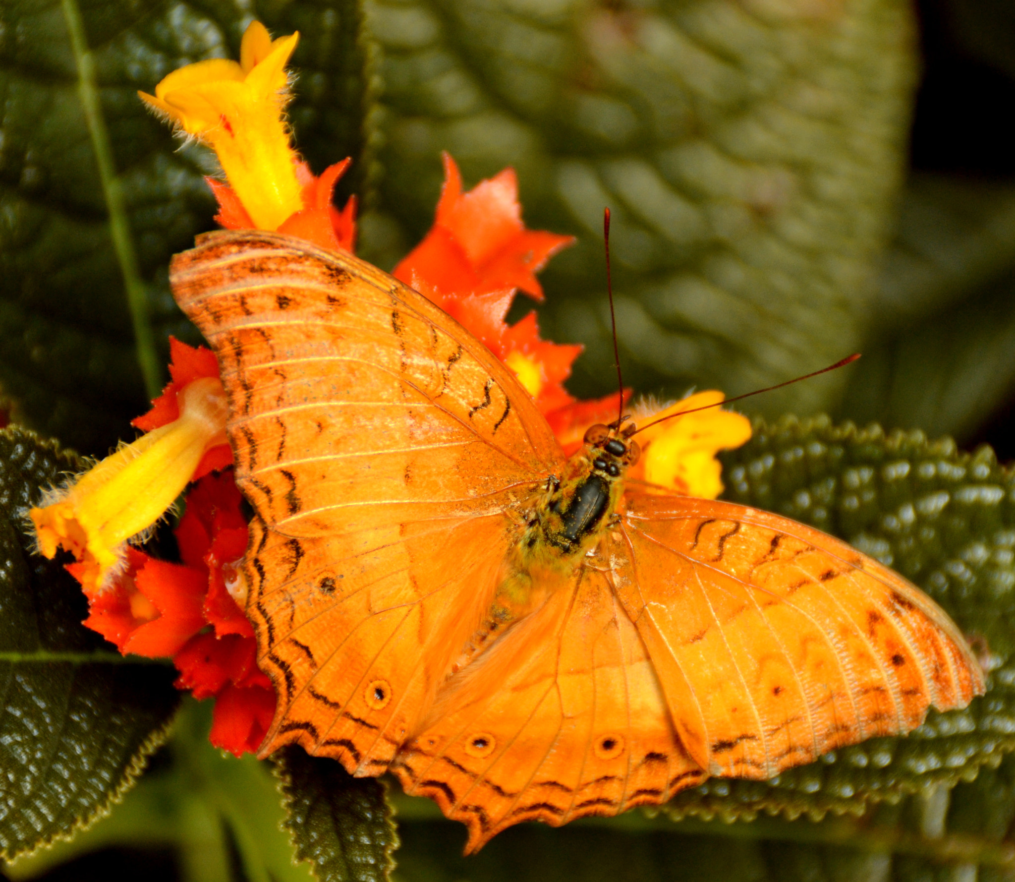 Nikon D3100 sample photo