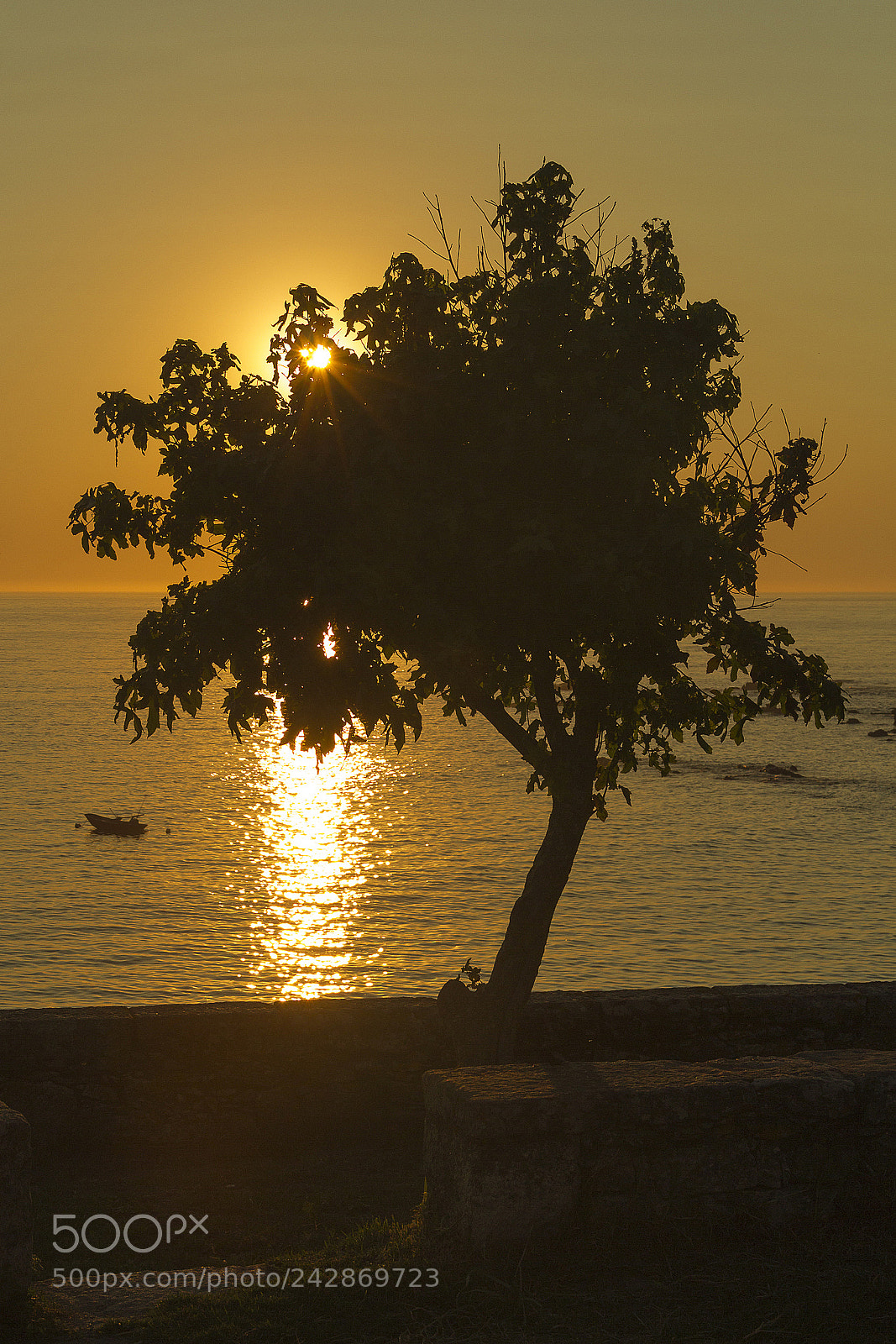 Canon EOS 550D (EOS Rebel T2i / EOS Kiss X4) sample photo. Arbol photography