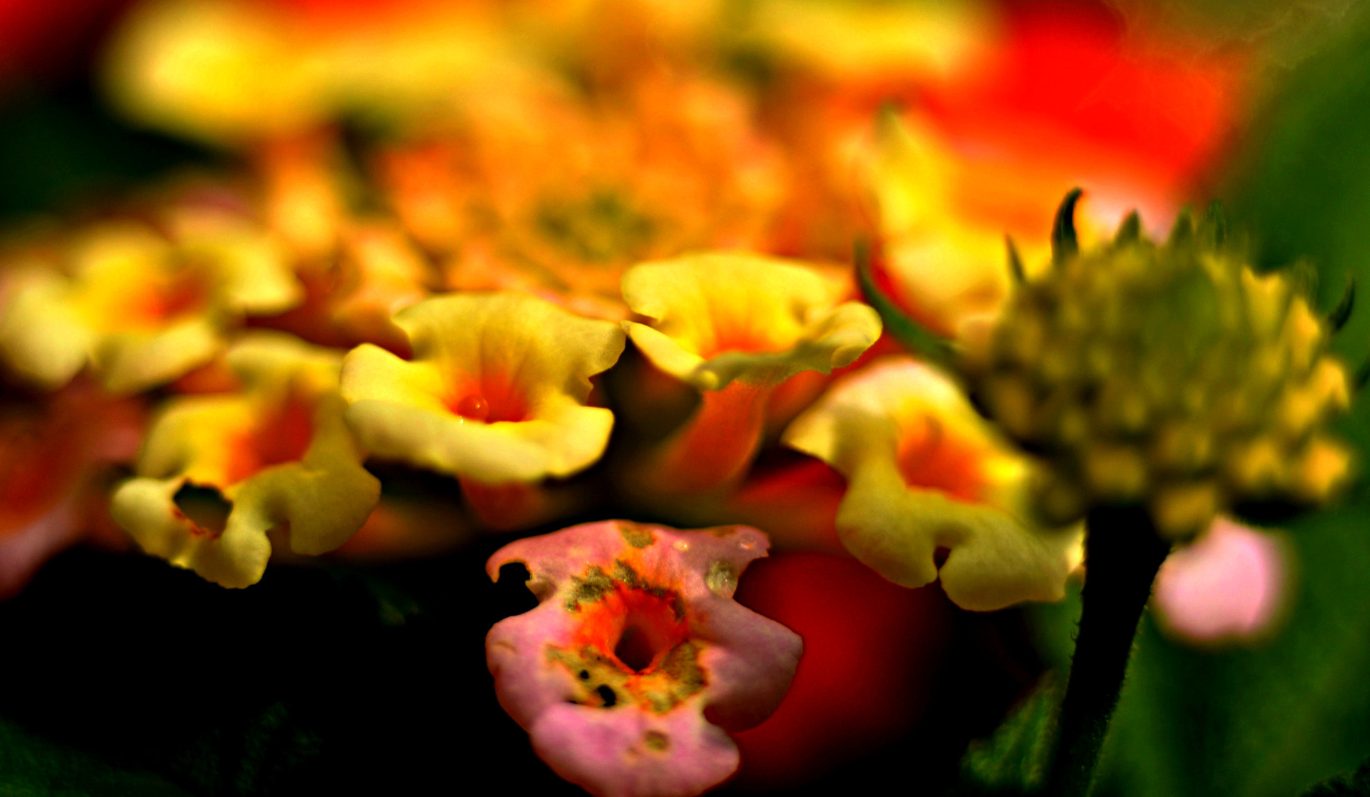 Nikon D5100 sample photo