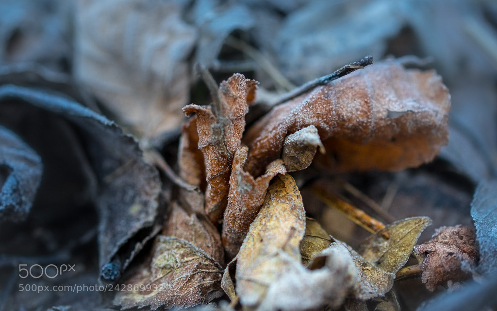 Sony a7 II sample photo. Winter photography