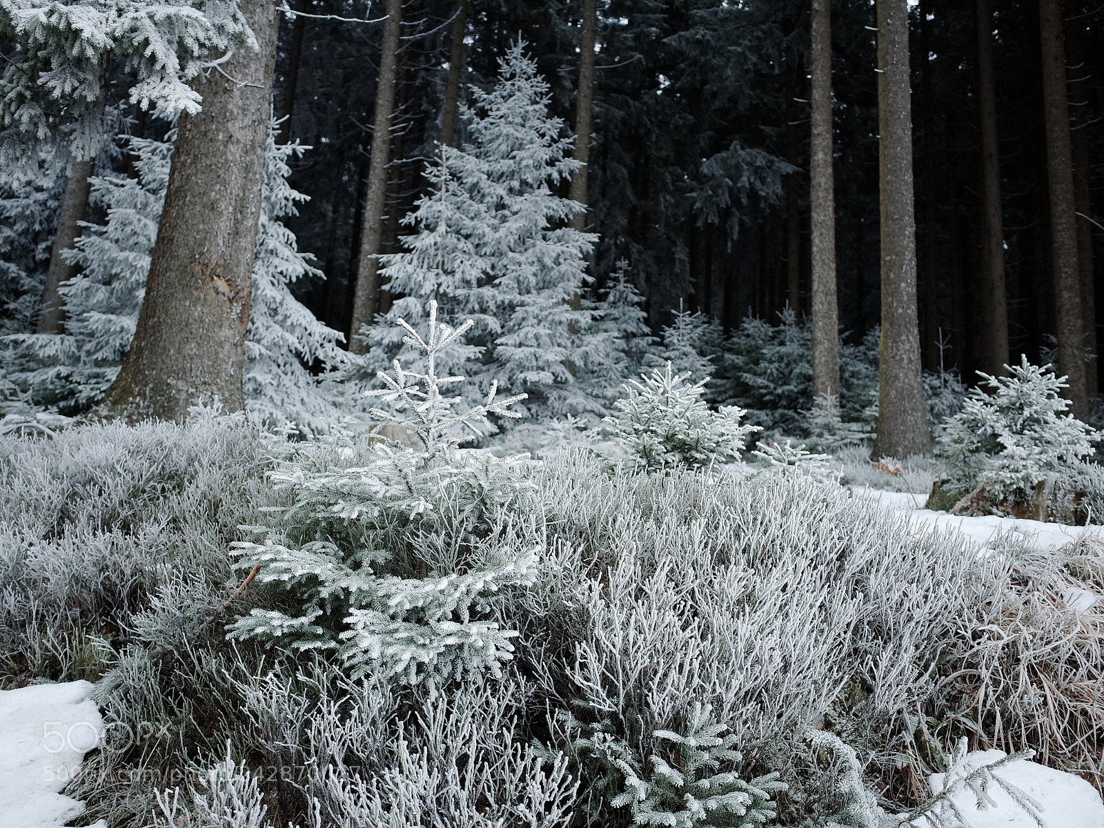 Ricoh GR sample photo. Frosty forest photography