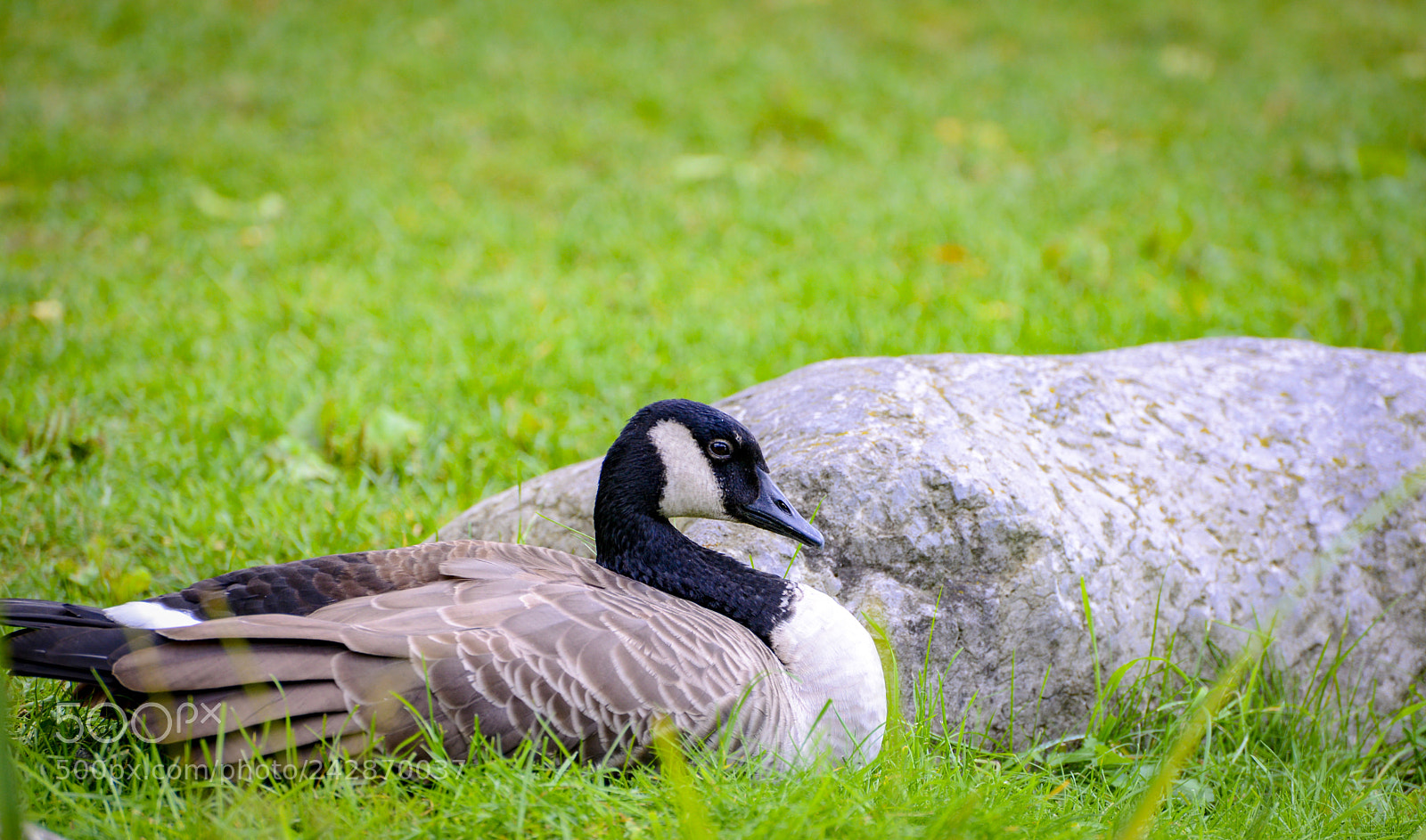 Nikon D600 sample photo. Botanical gardens wildlife photography