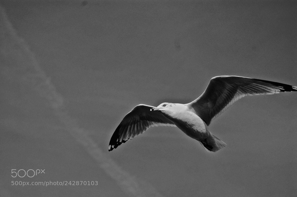 Nikon D40 sample photo. “freedom” photography