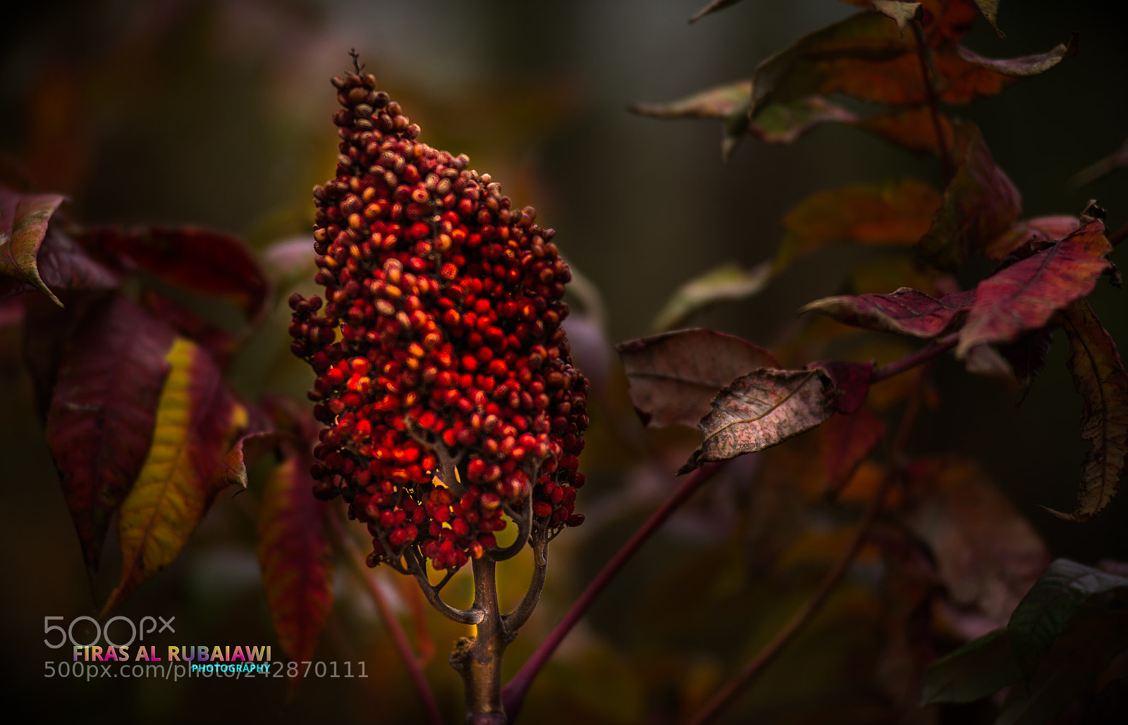 Nikon D610 sample photo. Dark photography