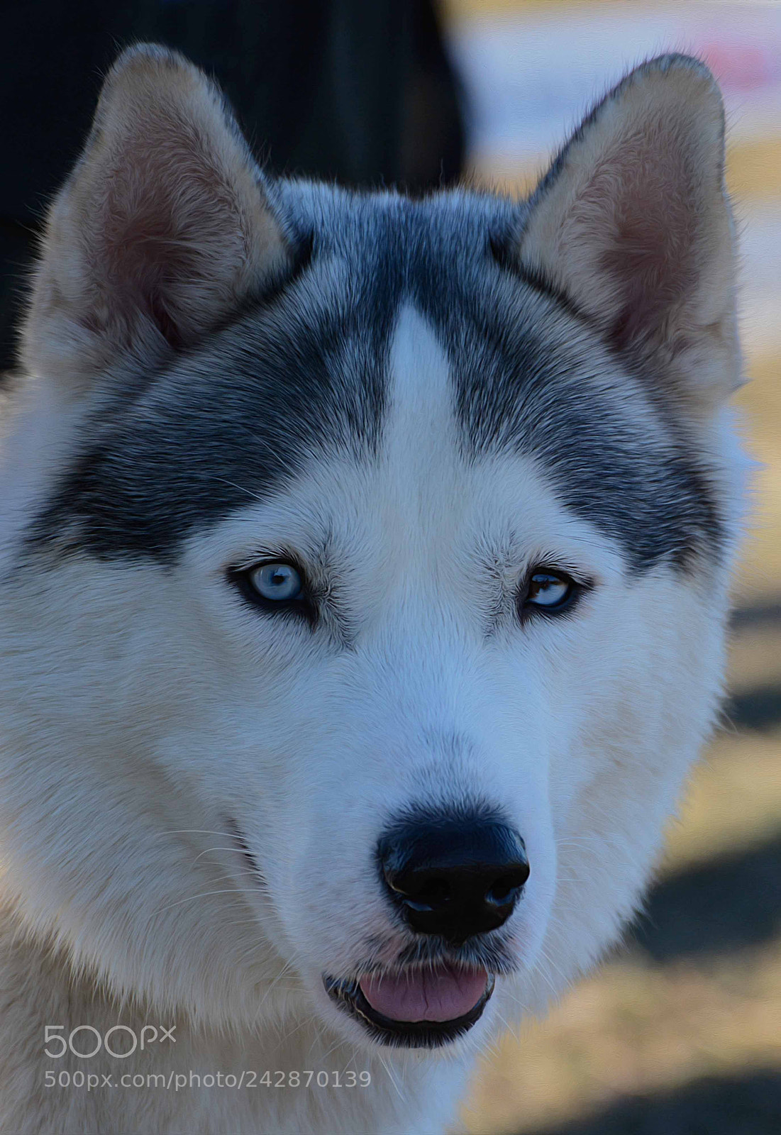 Nikon D7100 sample photo. Untitled photography