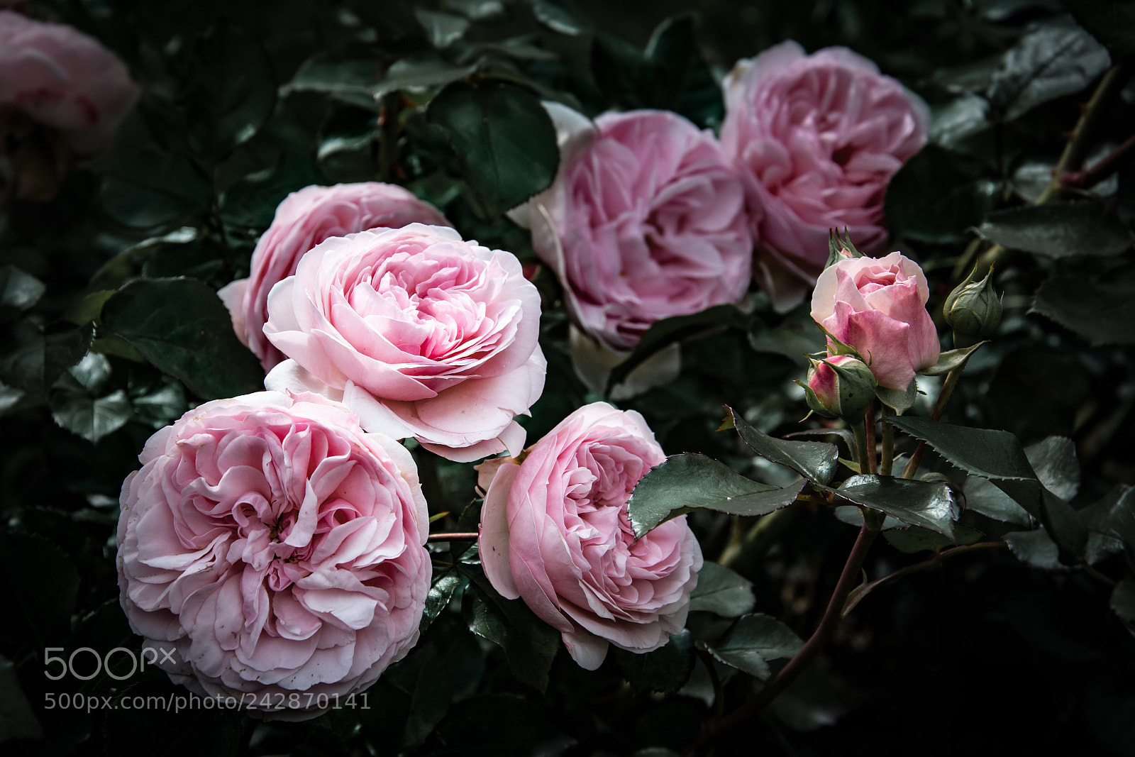 Nikon D7100 sample photo. Pink roses photography