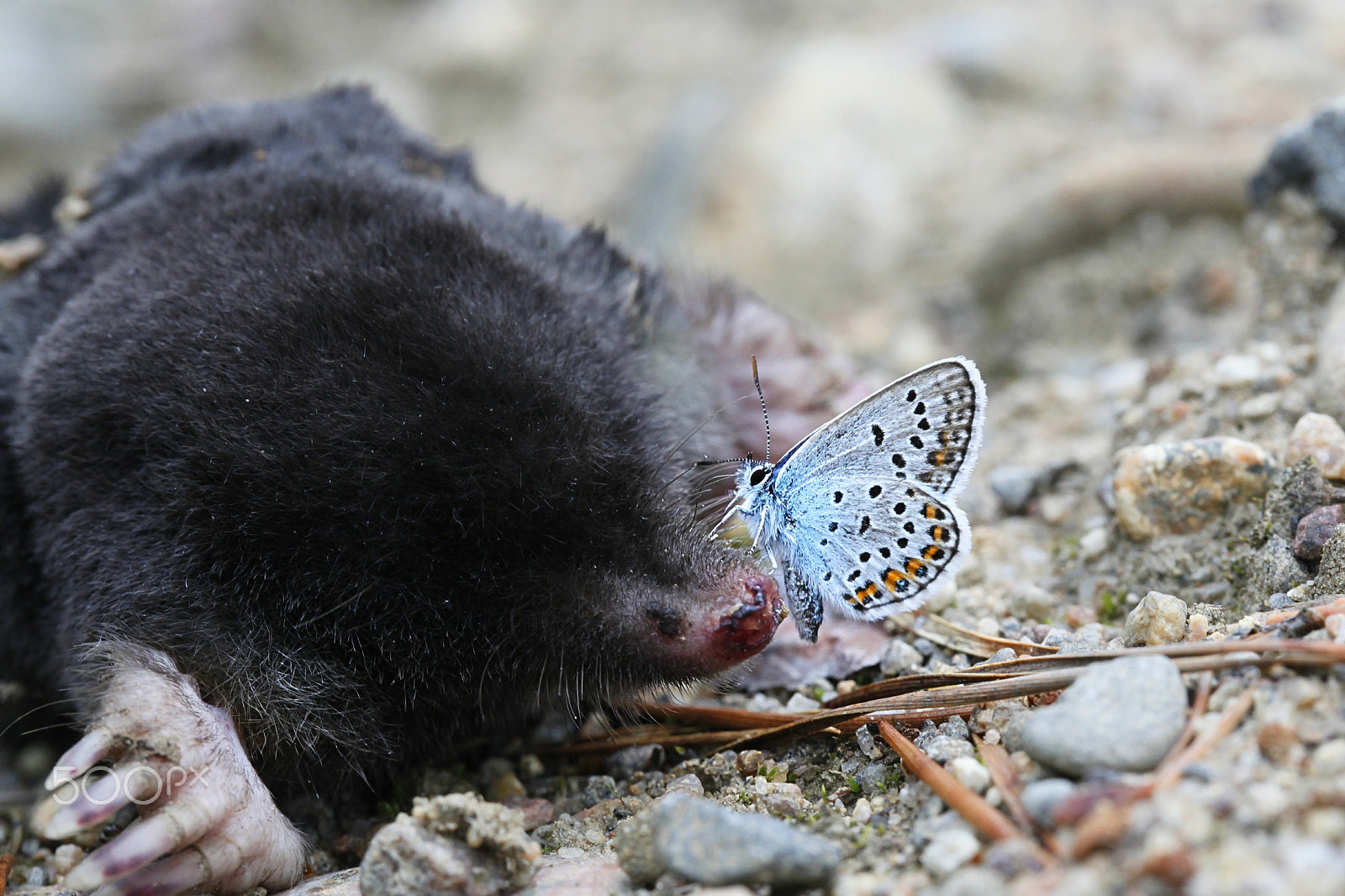 Canon EF 100mm F2.8L Macro IS USM sample photo. Silver-studded blue butterflies, plebejus argus, in search for salts and minerals on a carcass of... photography