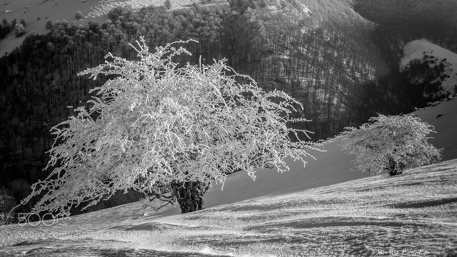 Sony SLT-A77 sample photo. En attendant le d photography