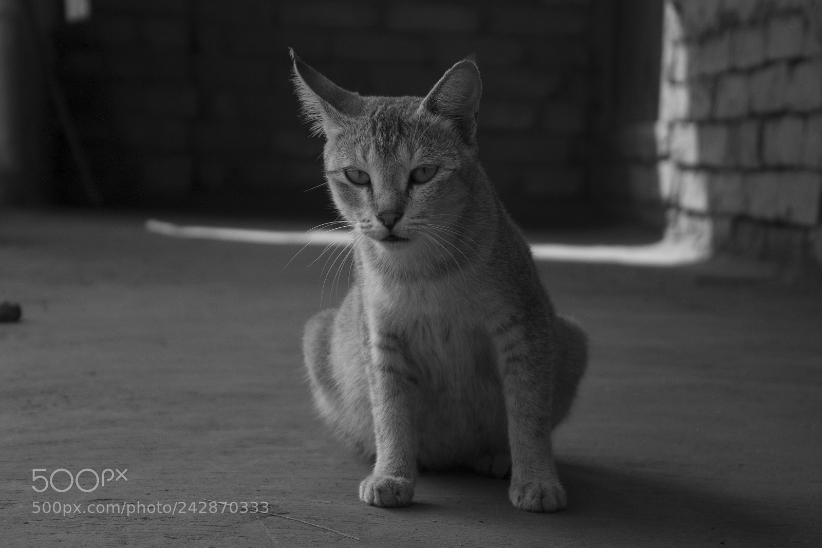 Canon EOS 1200D (EOS Rebel T5 / EOS Kiss X70 / EOS Hi) sample photo. Cat photography