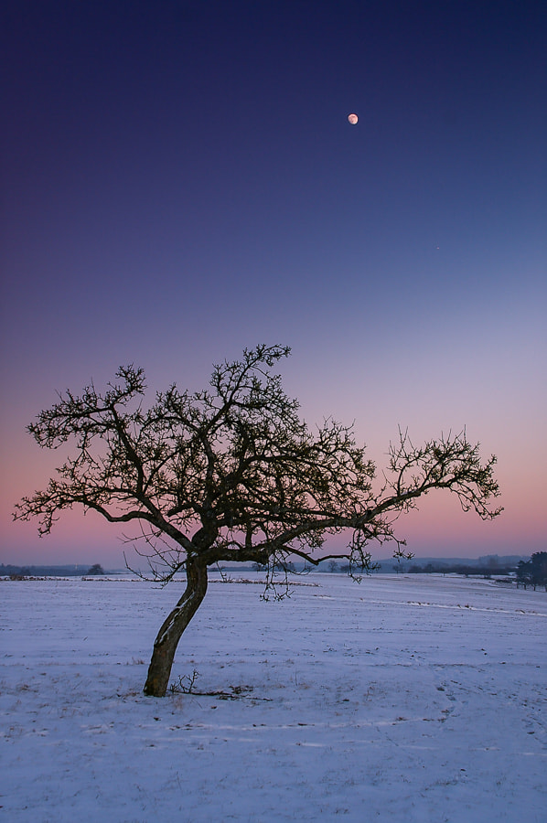 Pentax *ist DL sample photo. Under the moon photography