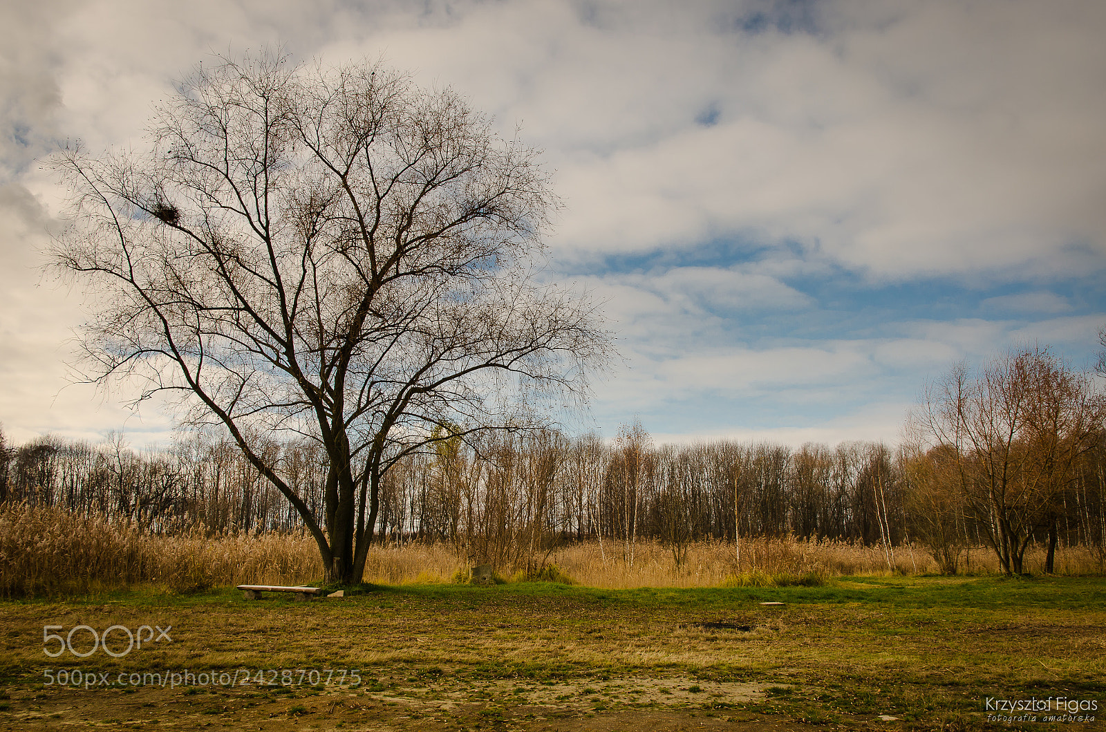 Nikon D5100 sample photo. Lonely tree over a photography