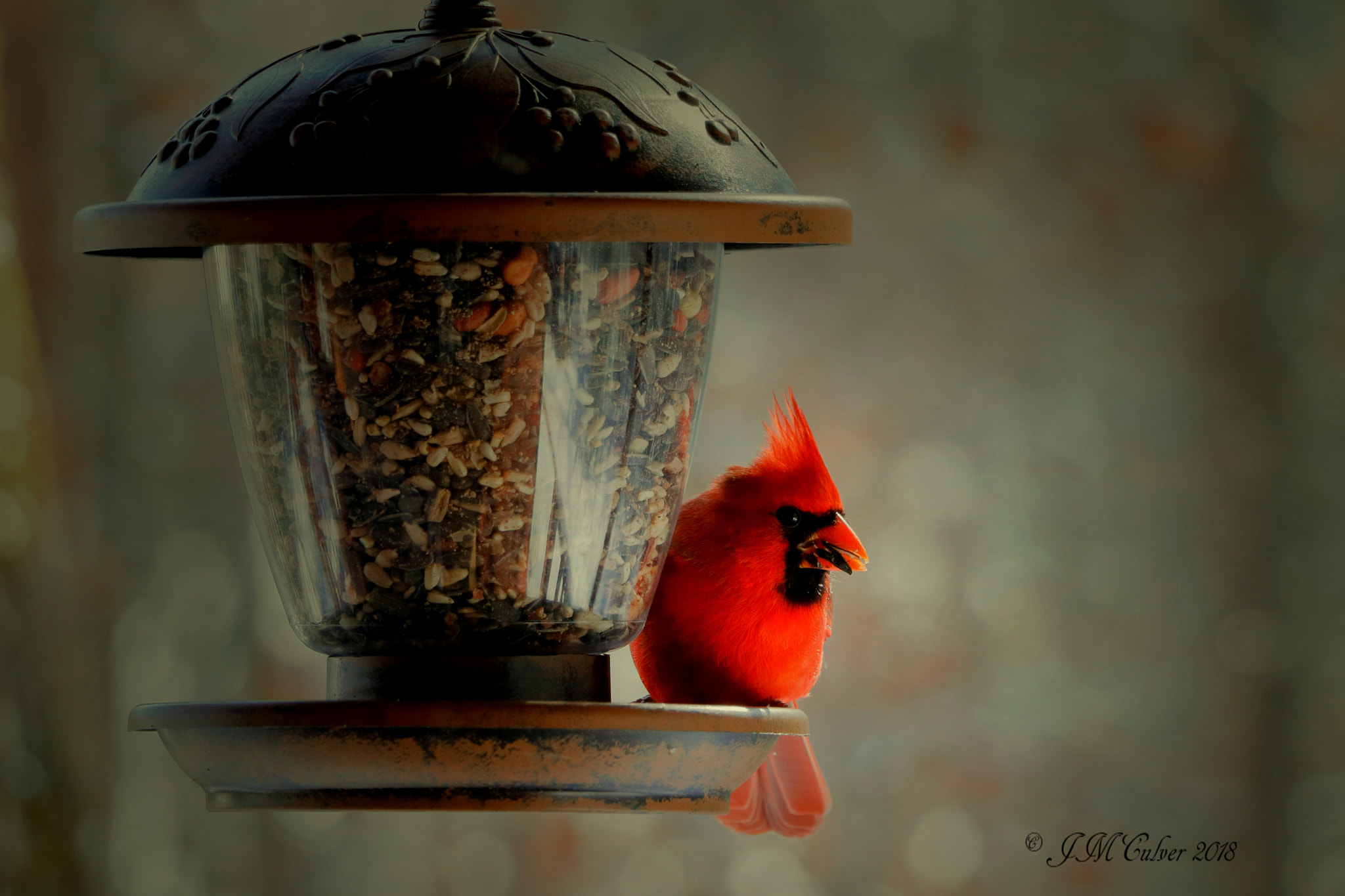 Canon EOS 77D (EOS 9000D / EOS 770D) sample photo. Cardinal feeding photography