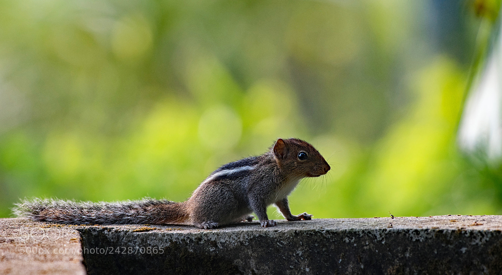 Nikon D500 sample photo. A friendly conversation photography