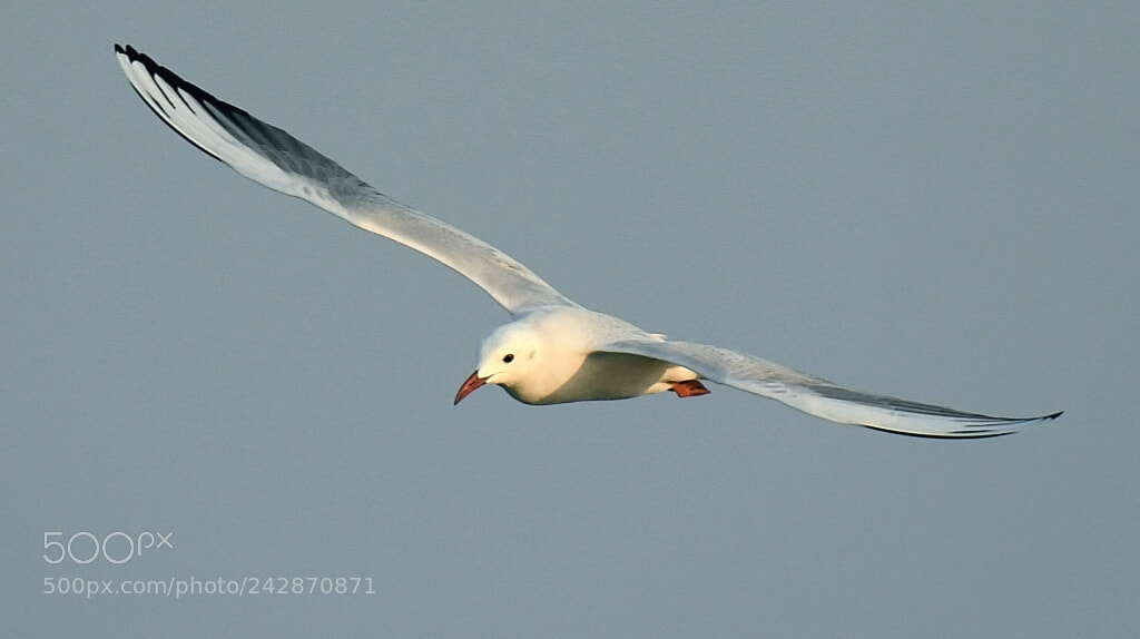 Nikon AF-S Nikkor 200-500mm F5.6E ED VR sample photo. Graceful photography