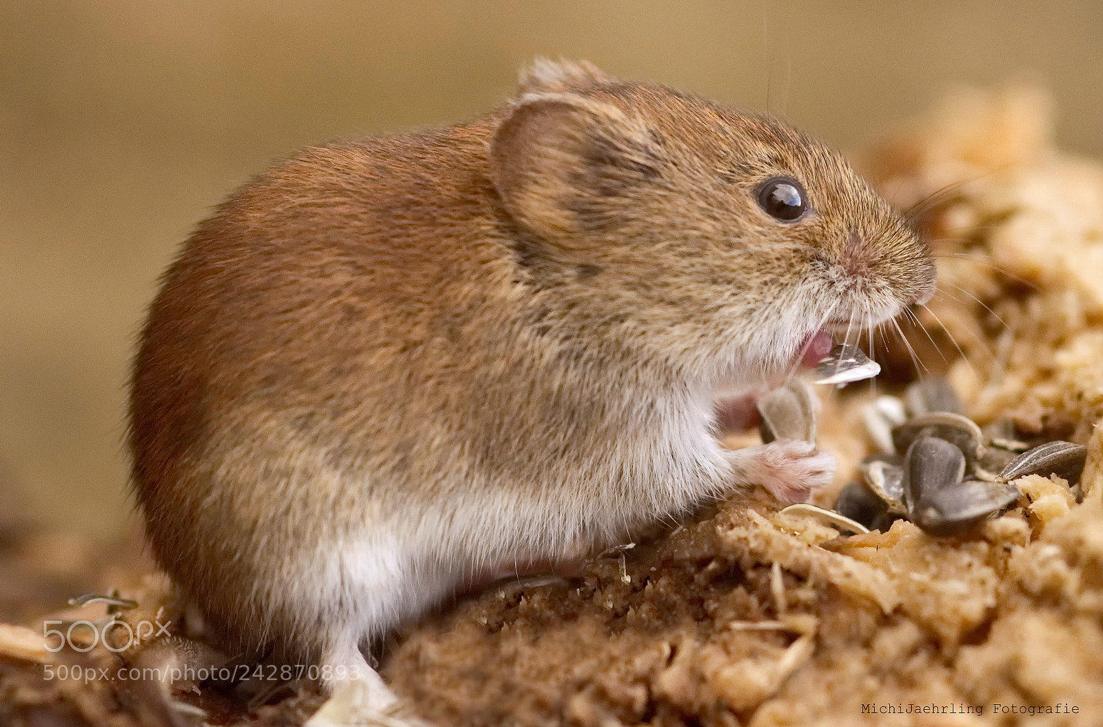 Nikon D7200 sample photo. Wildlife mouse photography
