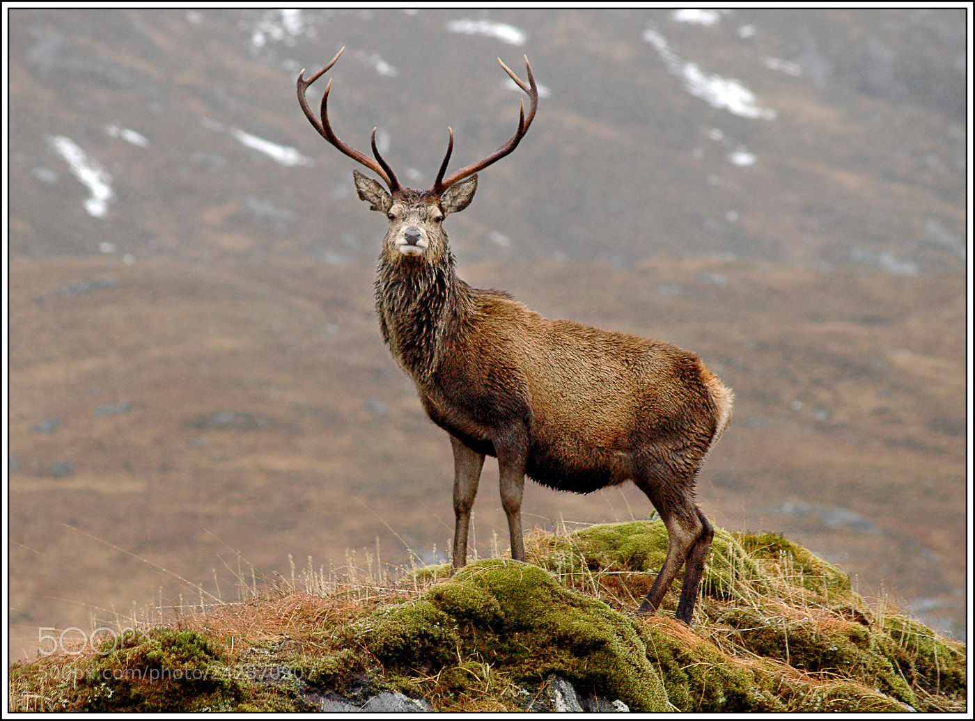 Nikon D70 sample photo. Highland stag photography