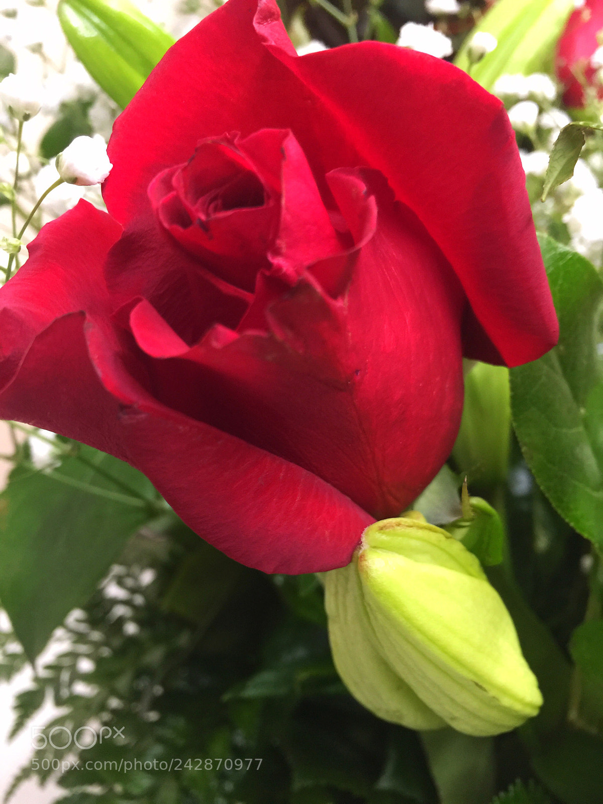Apple iPhone 6 Plus sample photo. Today’s flower ? photography