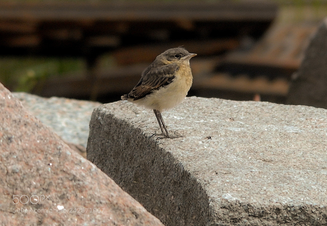 Nikon D200 sample photo. A tiny bird getting photography